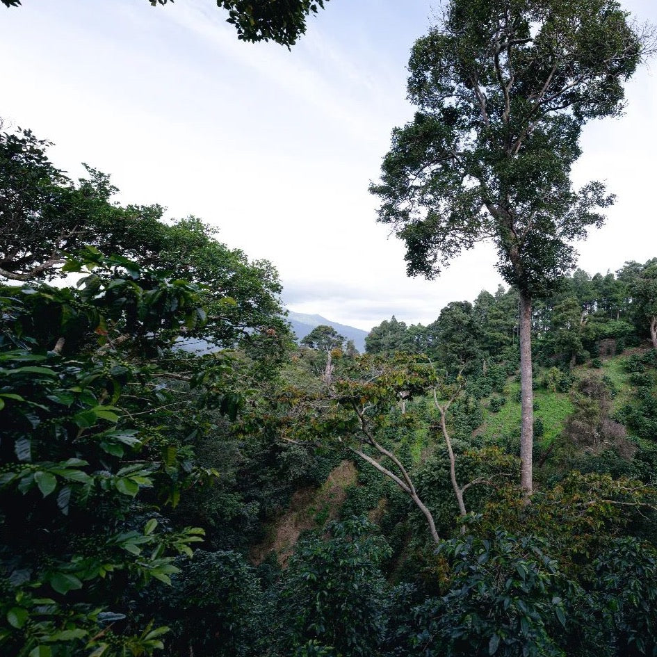 Chevas Geisha Washed –  Elevation Mosto