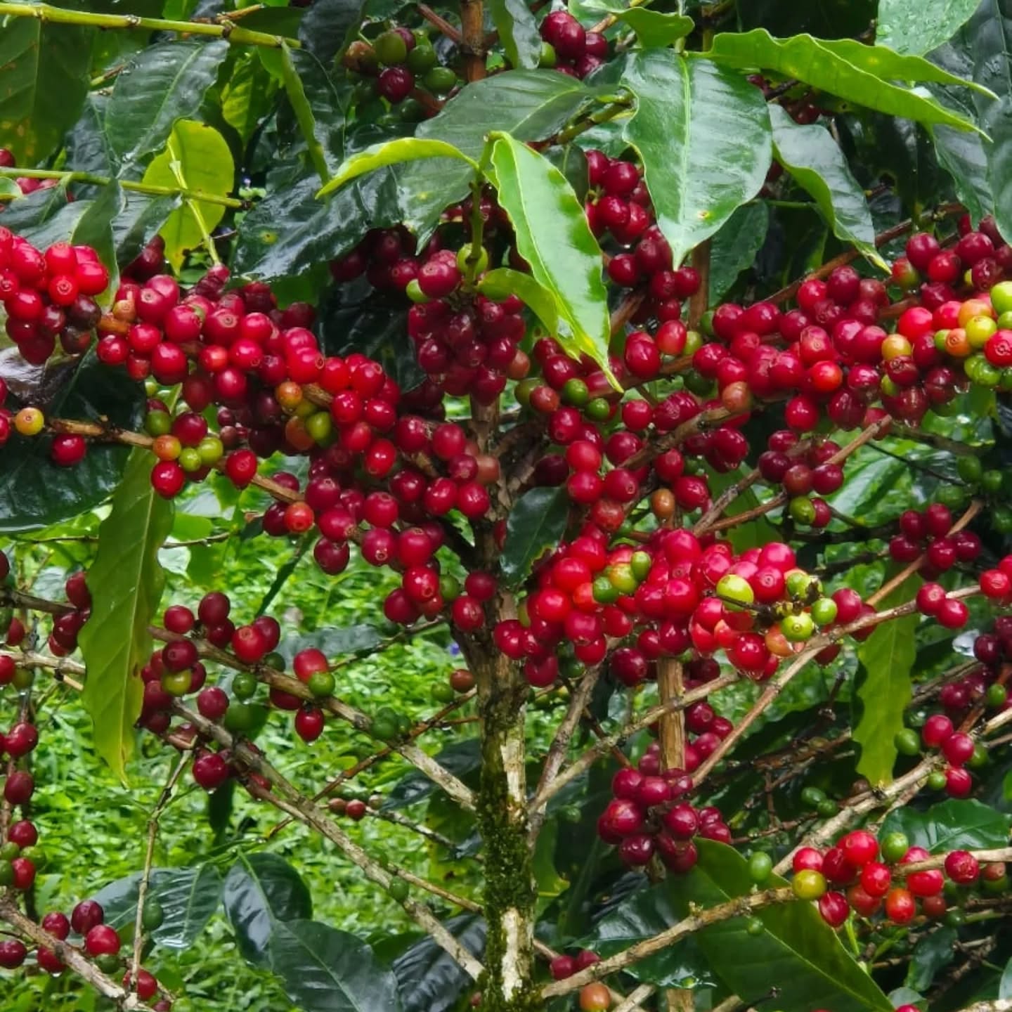Finca Los Cantares Geisha Natural – Cantar Dorado Ruiseñor
