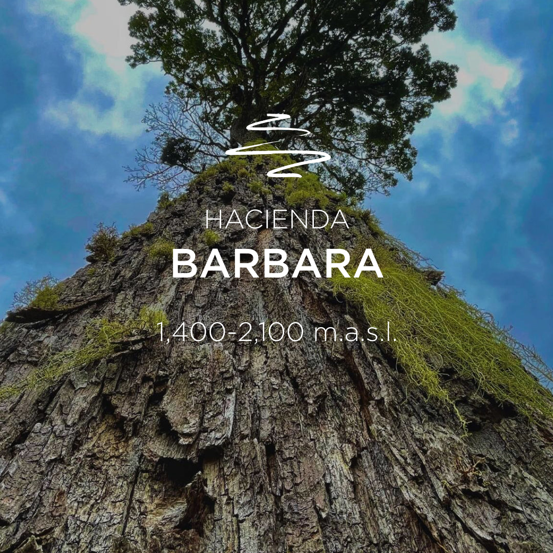 Hacienda Barbara – Barbara Geisha Lavado Lot 13
