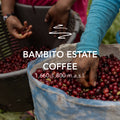 Bambito Estate Coffee Yellow Catuai Natural