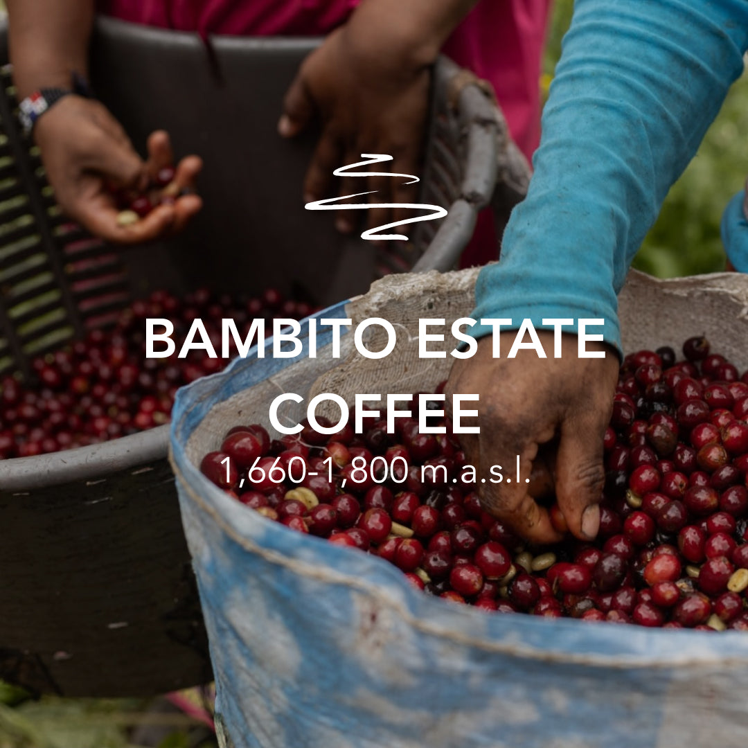Bambito Estate Coffee Geisha Washed