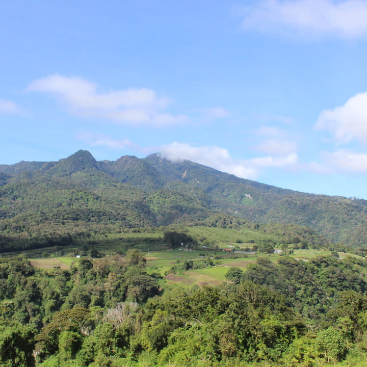 Cuatro Caminos Coffee Estates – Geisha Natural - Horqueta 2