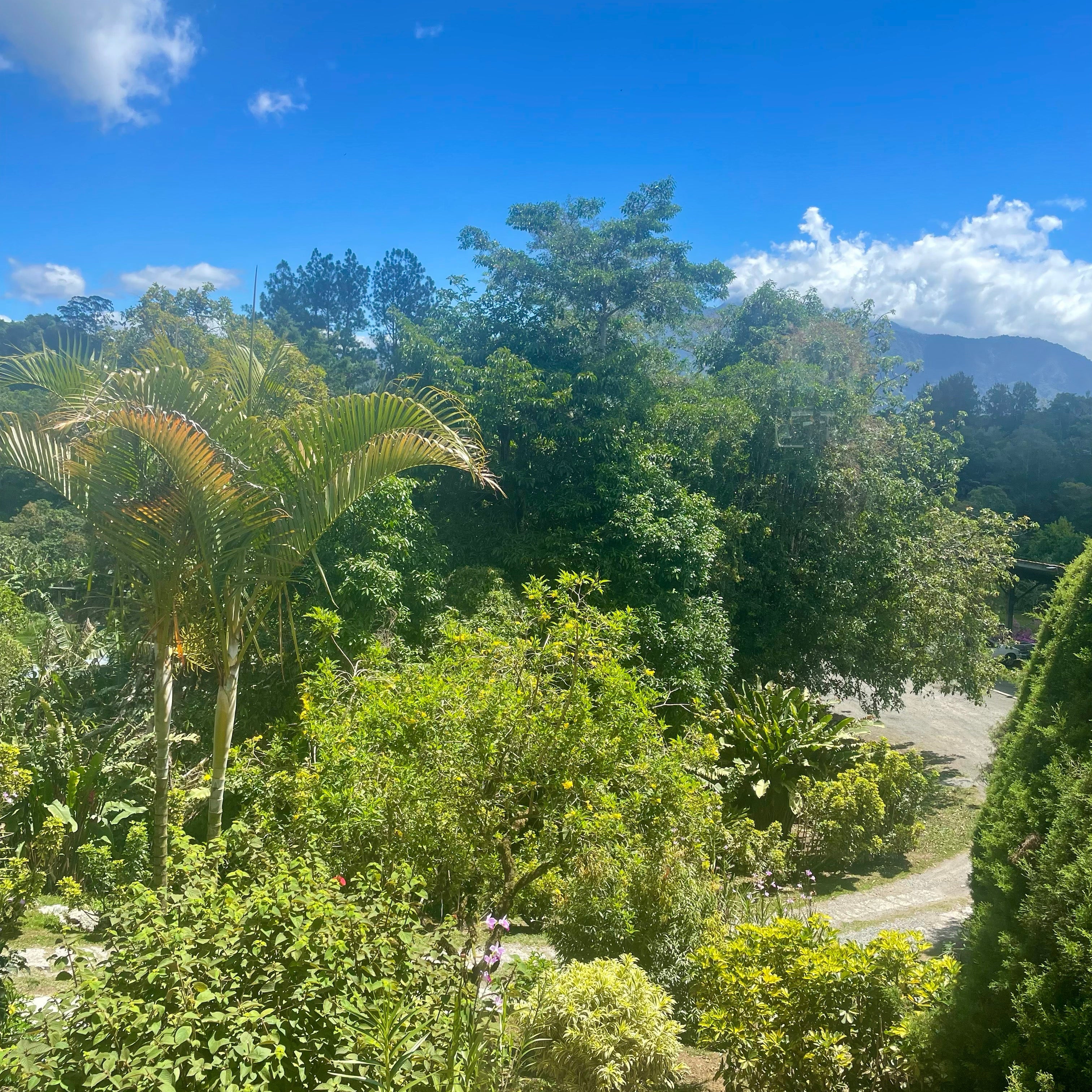 Janson Geisha Natural – Hacienda 215