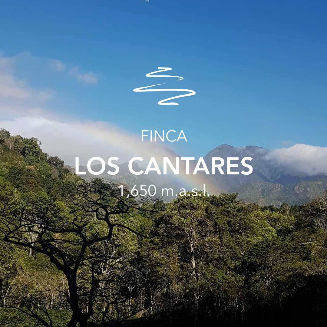 Finca Los Cantares Geisha Natural – Cantar Dorado Ruiseñor