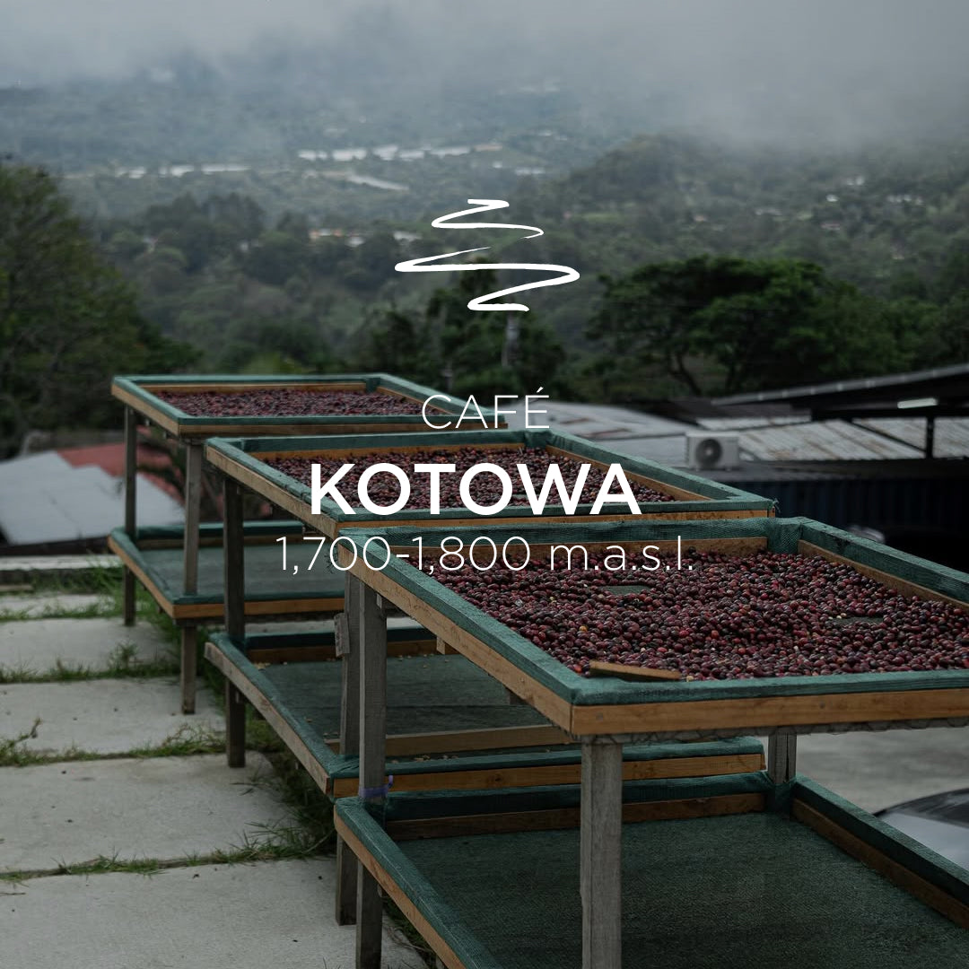 Kotowa Geisha Washed 3949