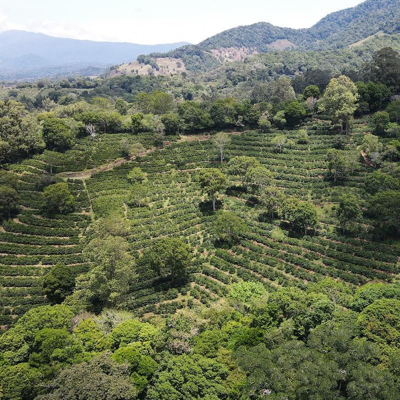 Aerial view of a coffee plantation with mountains in the background