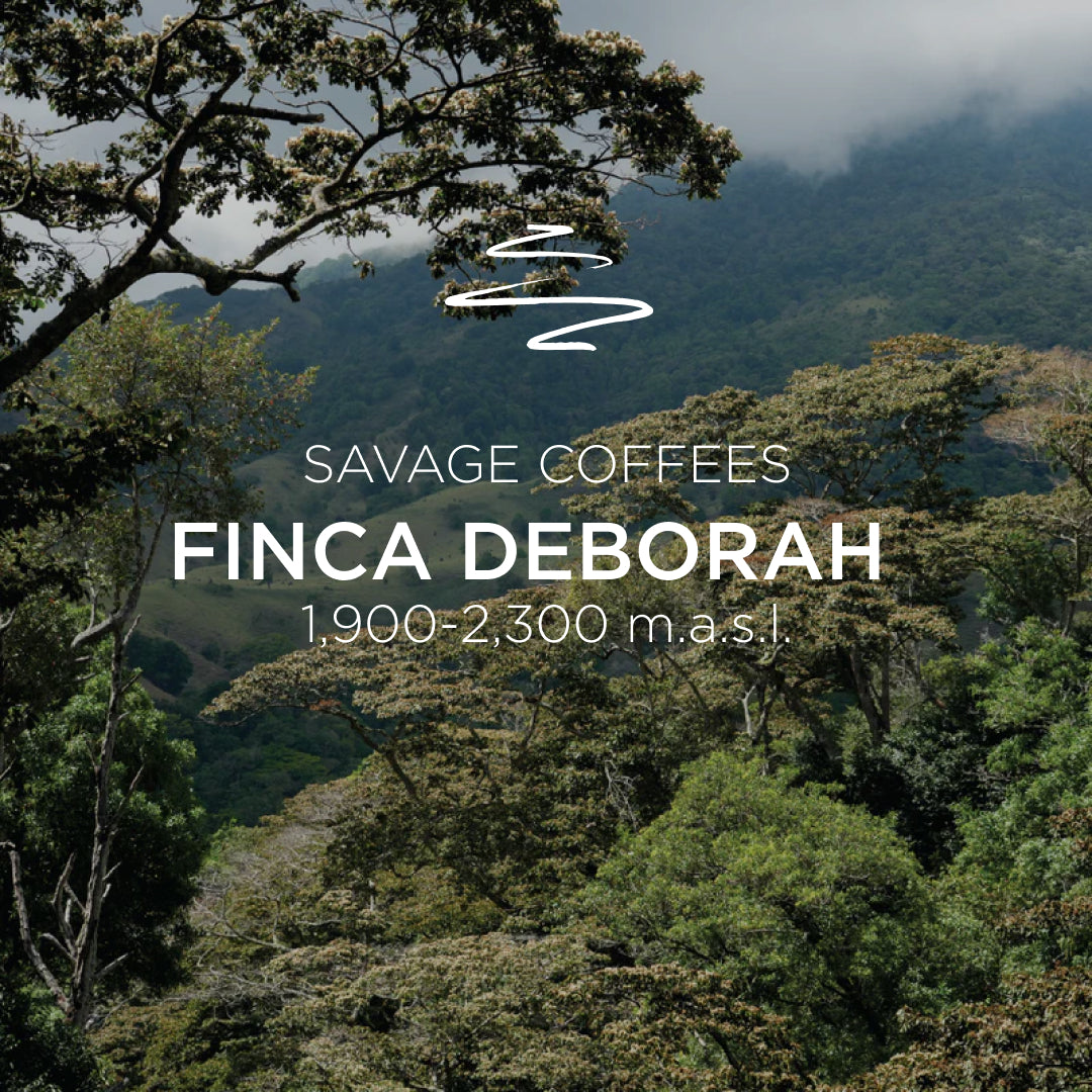 Deborah Geisha Carbonic Macerated Washed, Cascara Infused ECHO