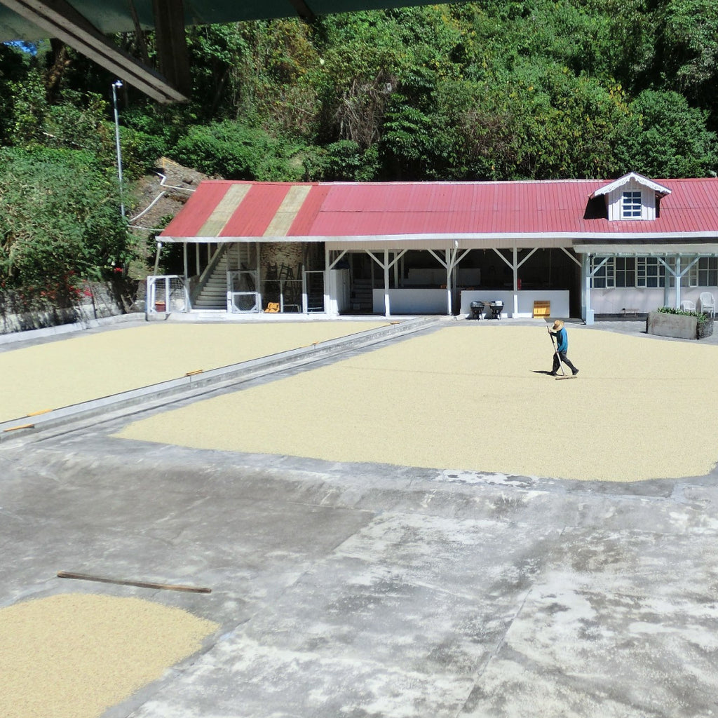 Finca Los Cantares Geisha Natural – Cantar Dorado Ruiseñor