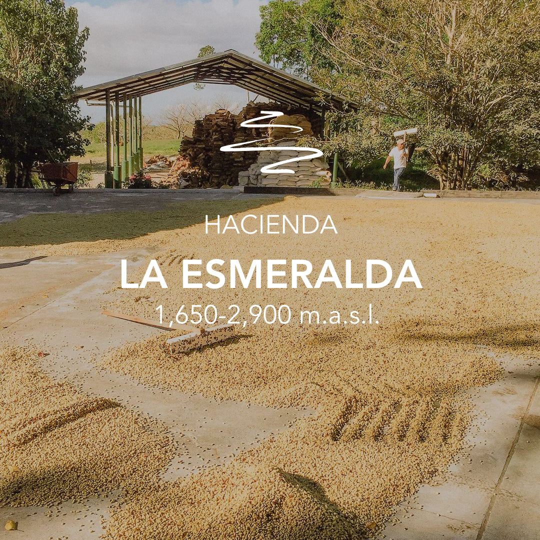 La Esmeralda – Jaramillo 6050 Noria 4FB Geisha Washed