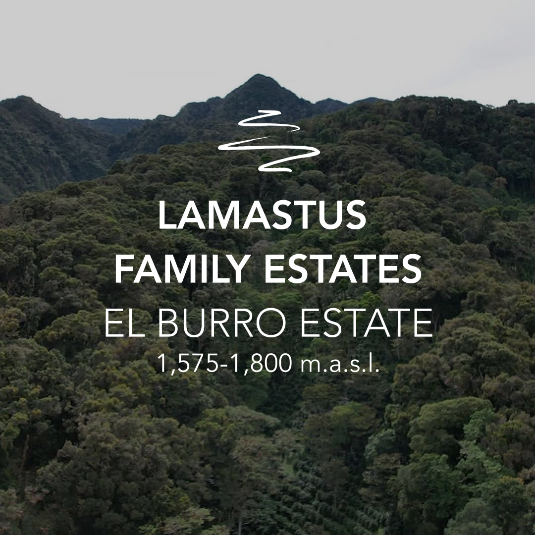 Lamastus El Burro Estate Geisha Natural LOT #15 020126