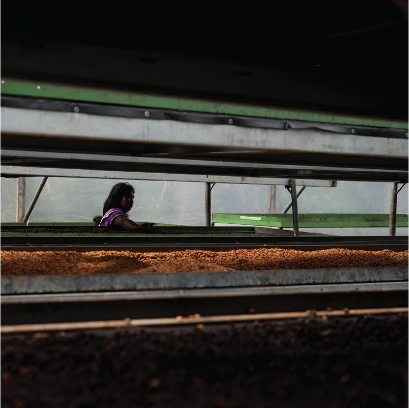 An indigenous woman checks coffee beans on a drying bed